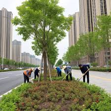 沅江绿化苗木基地在哪个城市